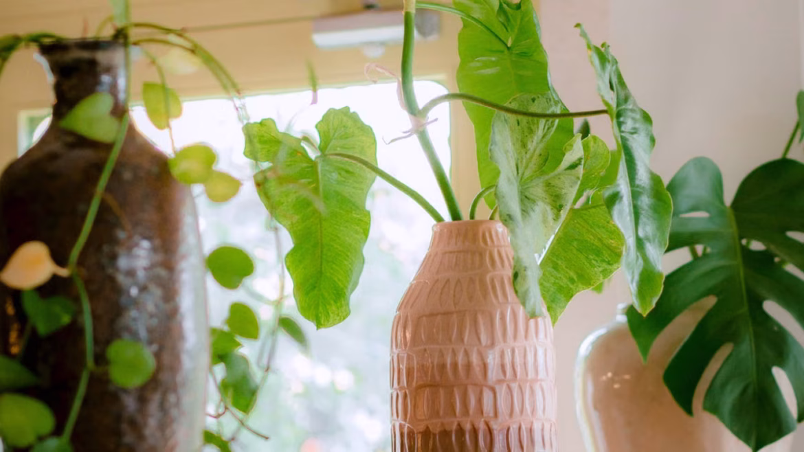 Plantes dépolluantes 2026 : les 5 incontournables pour purifier