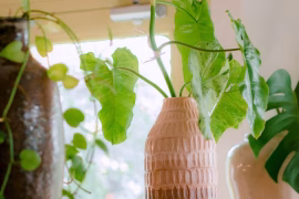 Plantes dépolluantes 2026 : les 5 incontournables pour purifier