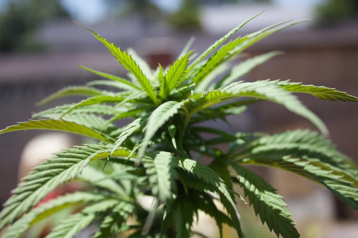Sensoryseeds : découvrez des graines de cannabis de qualité