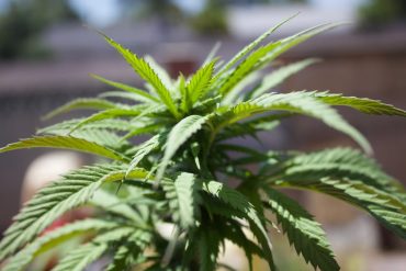 Sensoryseeds : découvrez des graines de cannabis de qualité